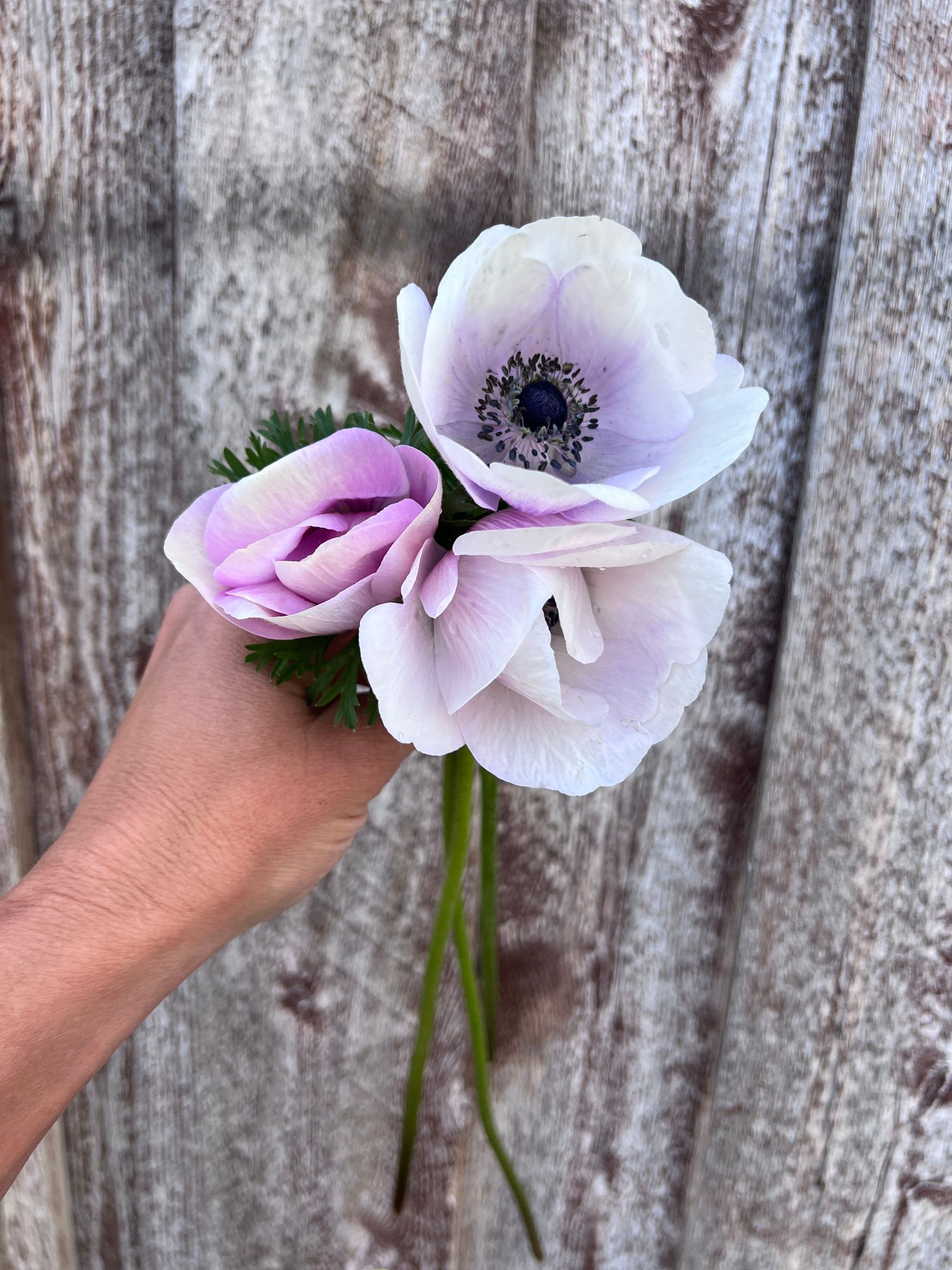 ANEMONE coronaria Rainbow