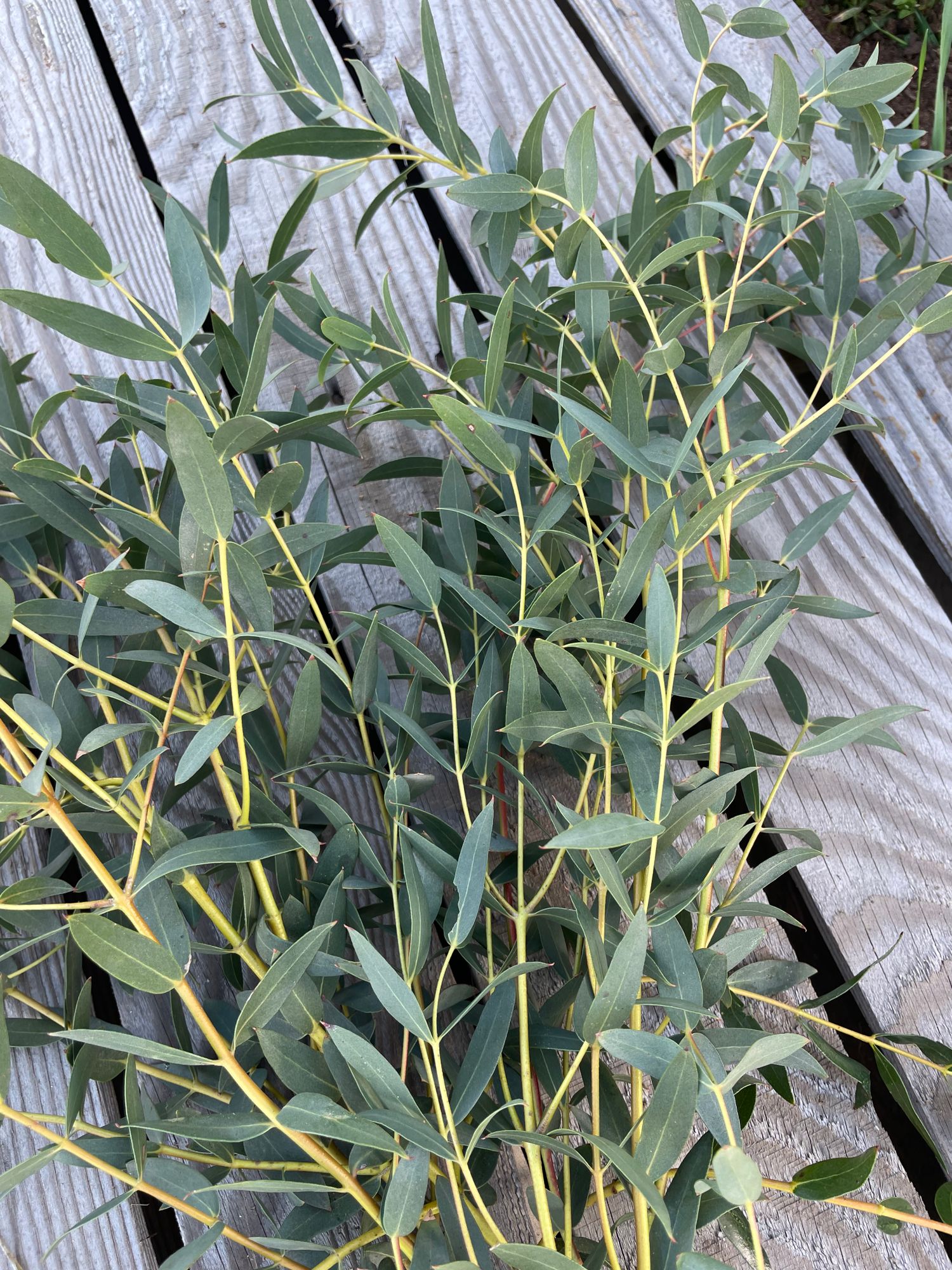 EUCALYPTUS parvula