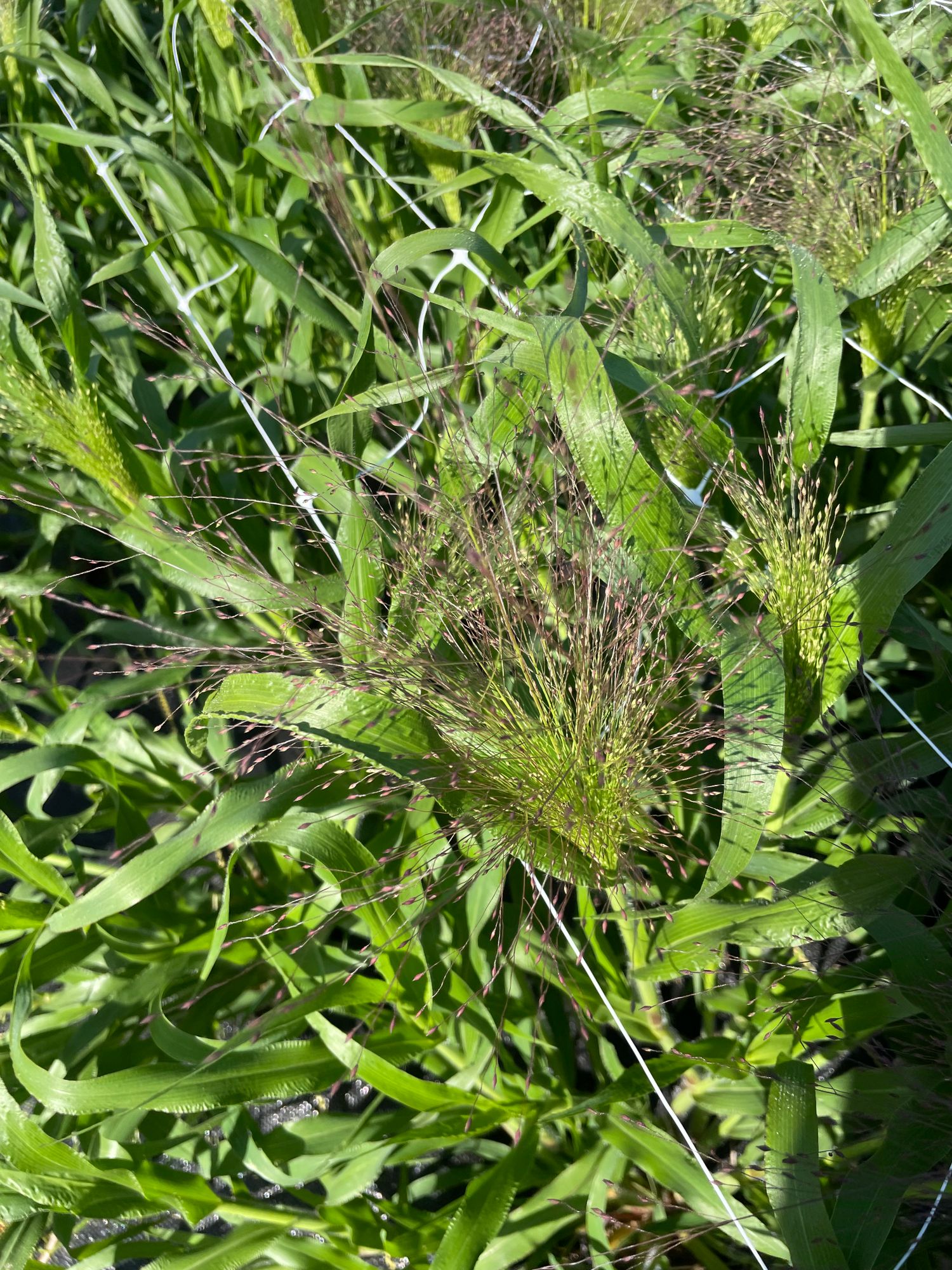 PANICUM elegans