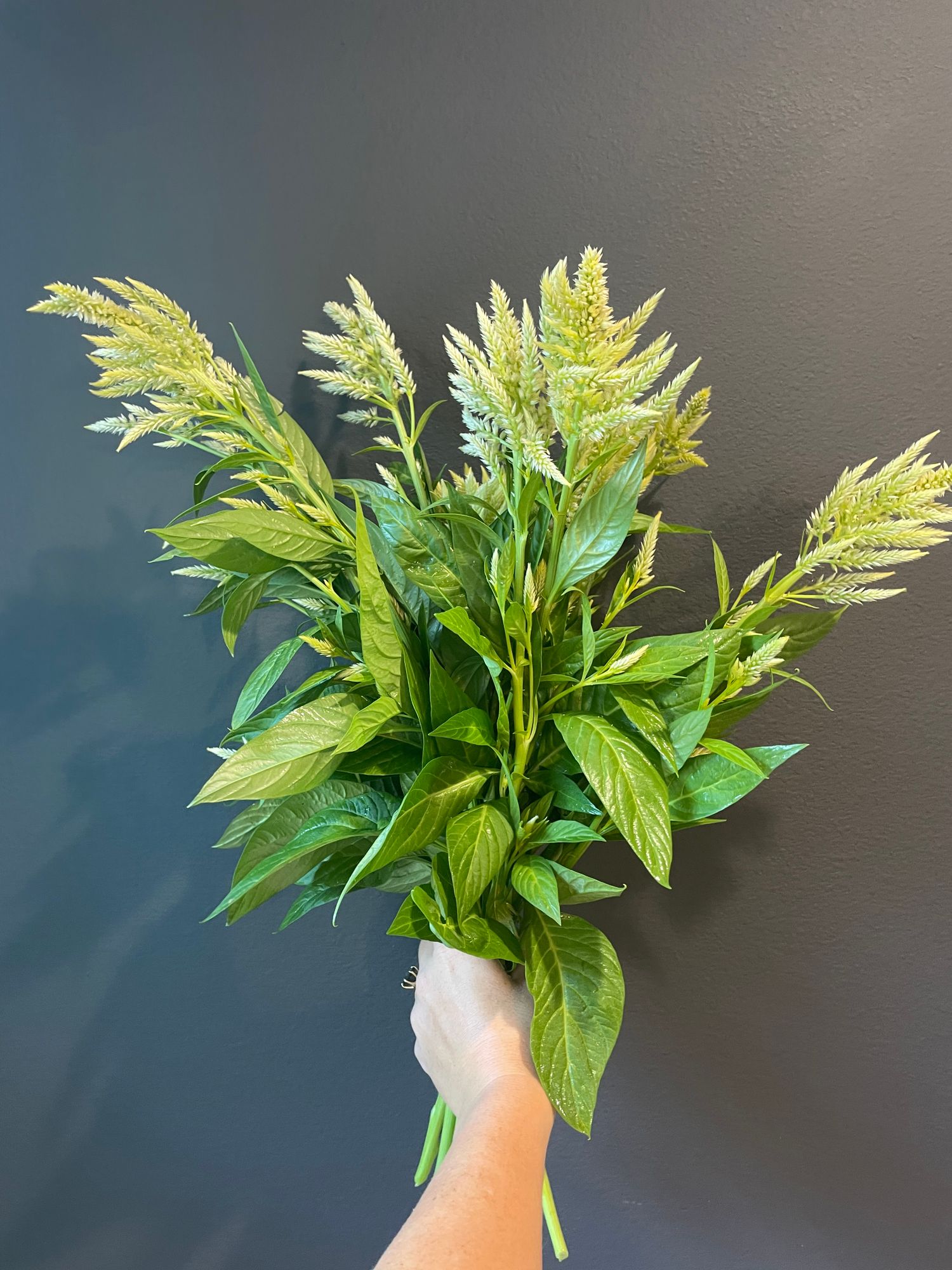 CELOSIA argentea var. spicata Cramer's Amazon