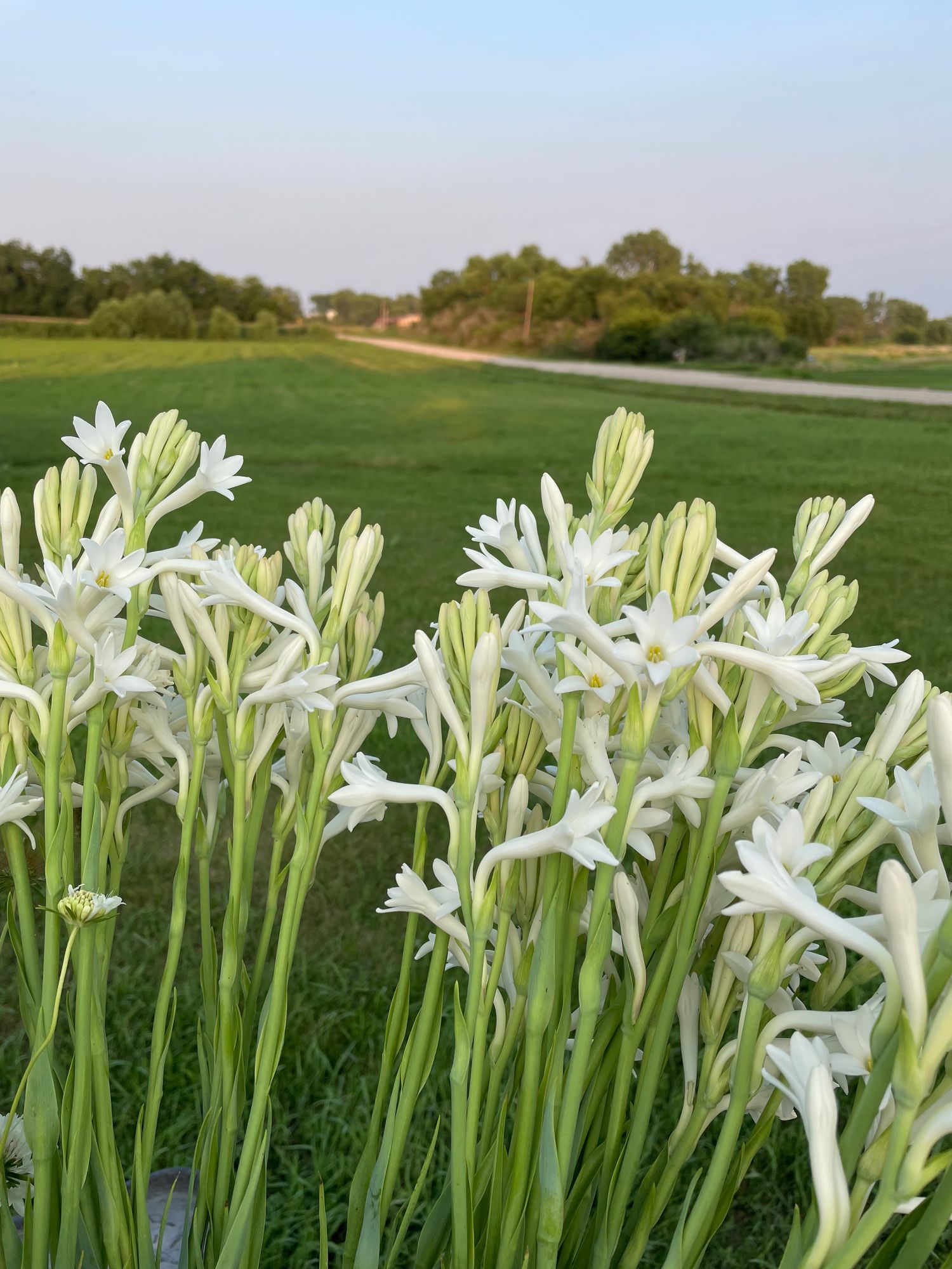 POLIANTHES tuberosa Mexican Single