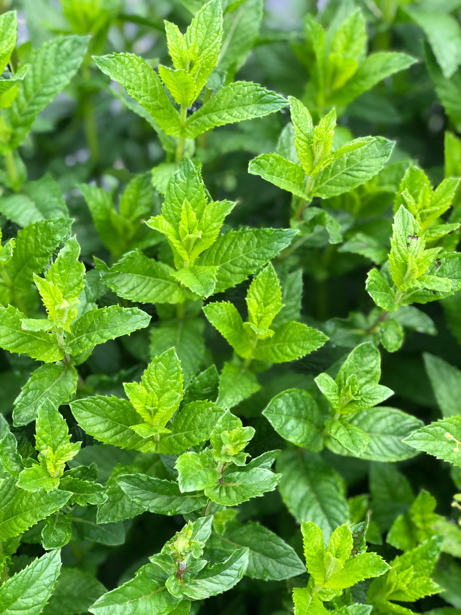 MENTHA spicata