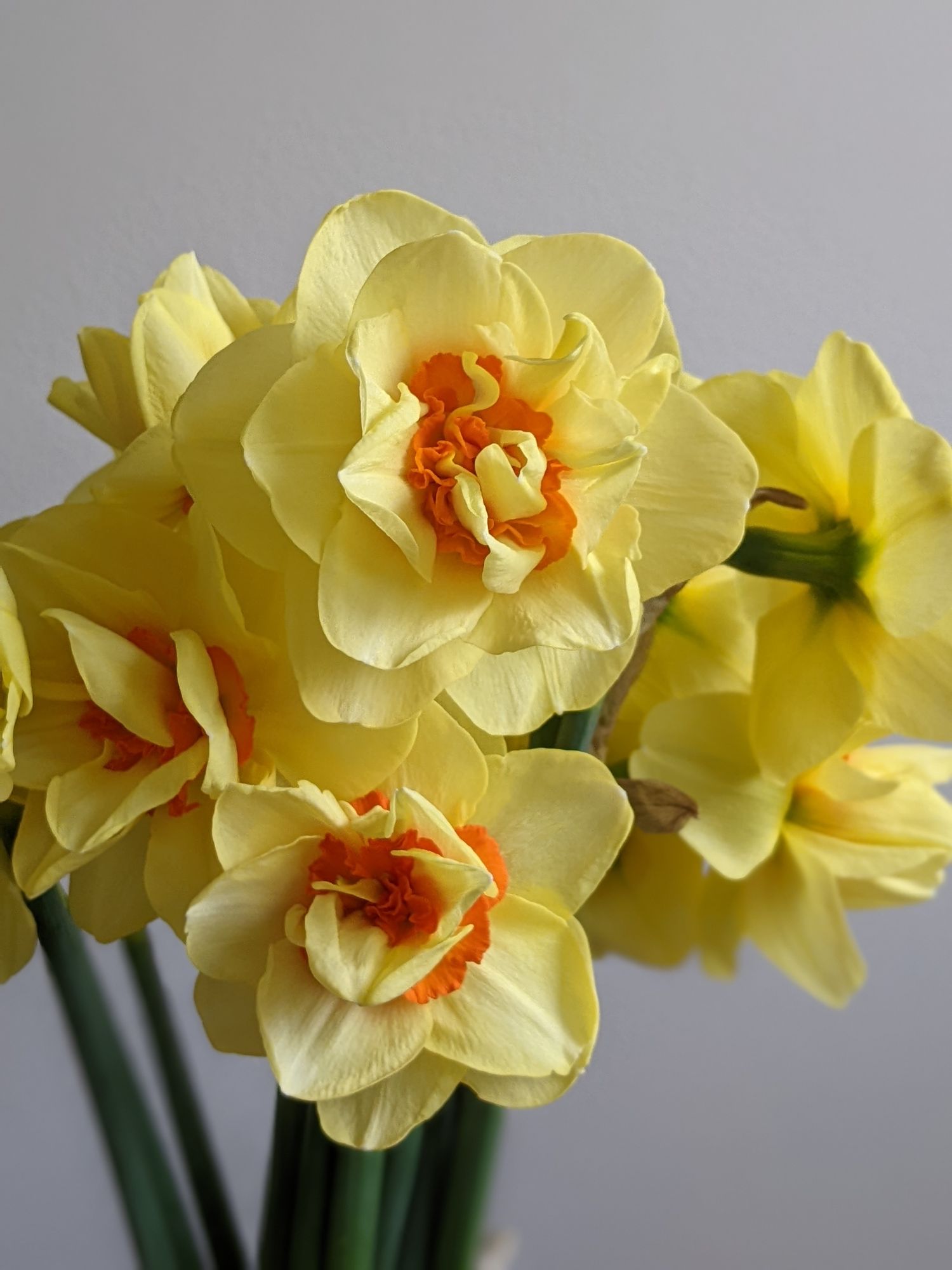 NARCISSUS Tahiti