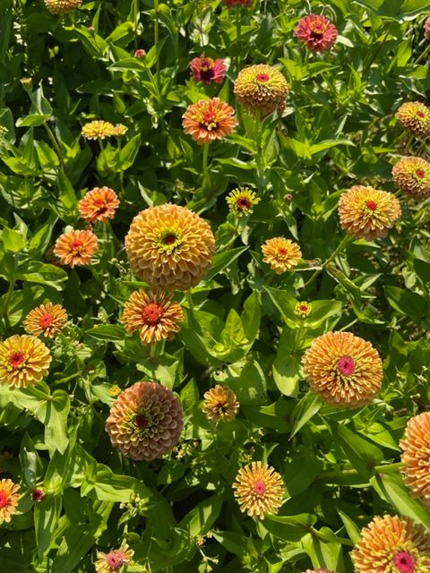 ZINNIA elegans Queeny Series