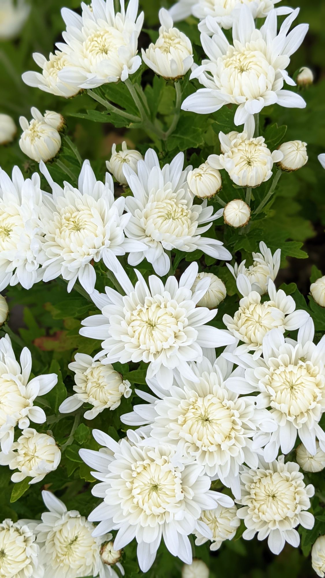 CHRYSANTHEMUM