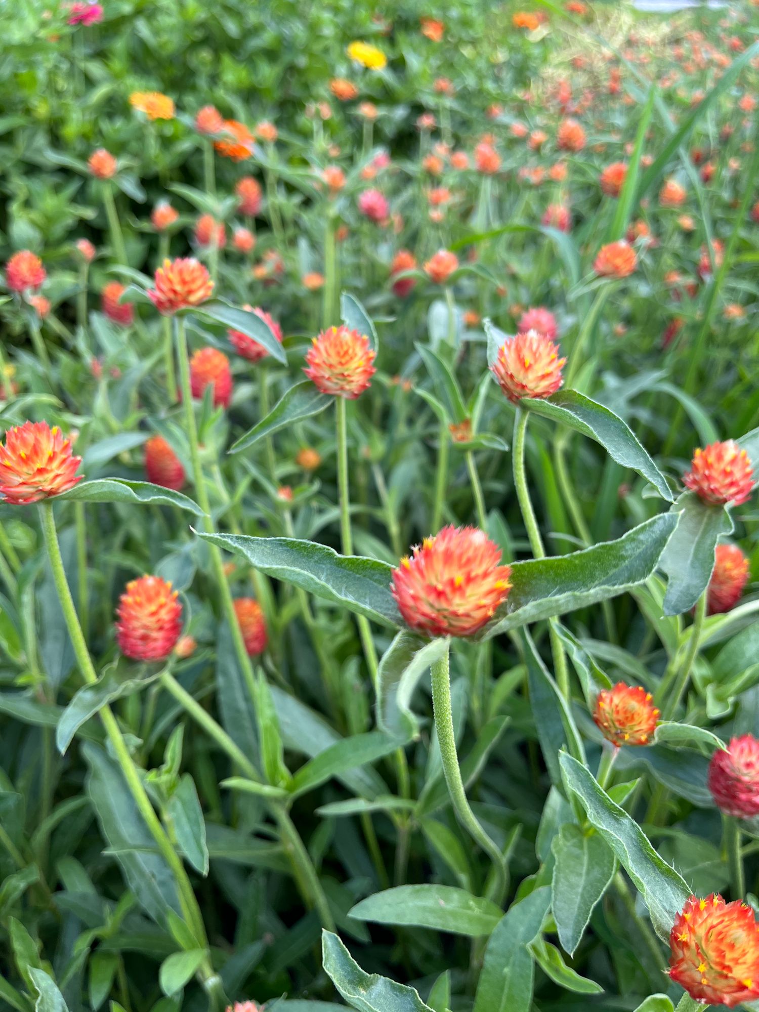 GOMPHRENA haageana QIS