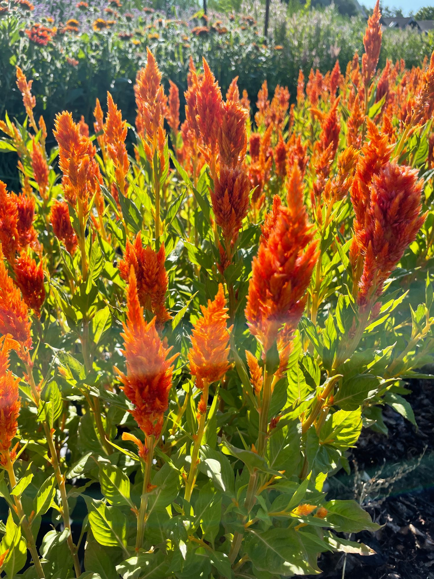 CELOSIA argentea var. plumosa Sunday Series