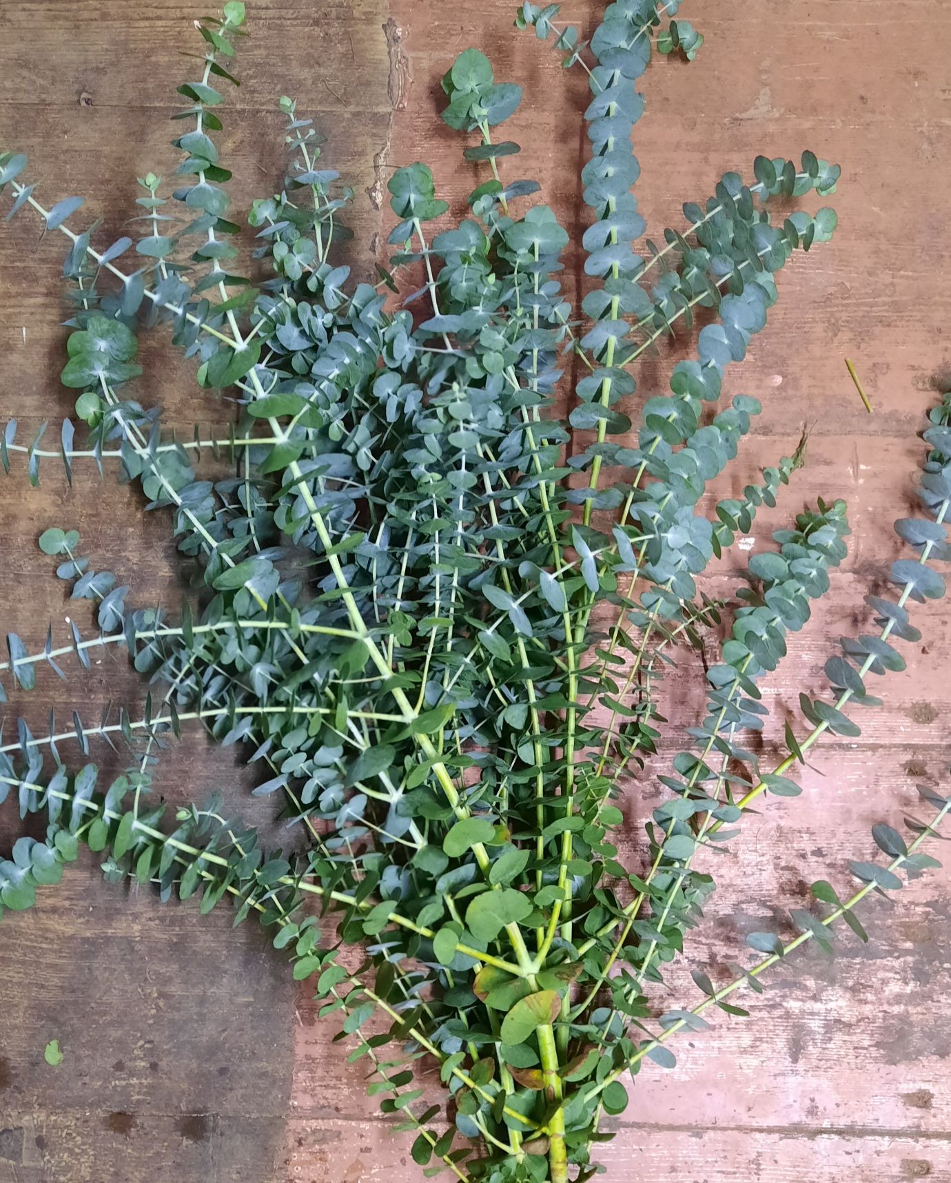 EUCALYPTUS pulverulenta Baby Dwarf Florist Blue