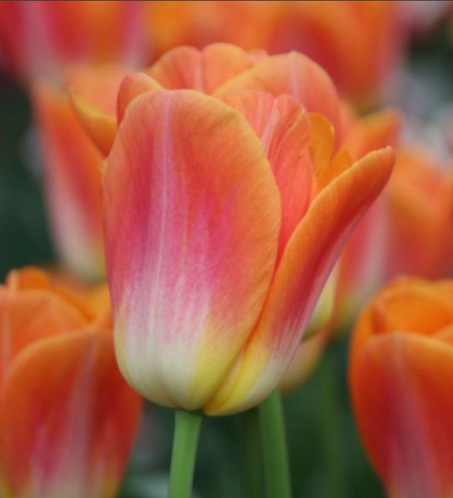 TULIPA Sunrise Dynasty