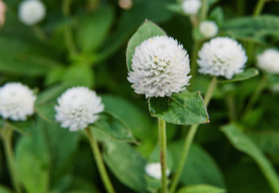 GOMPHRENA globosa Audray