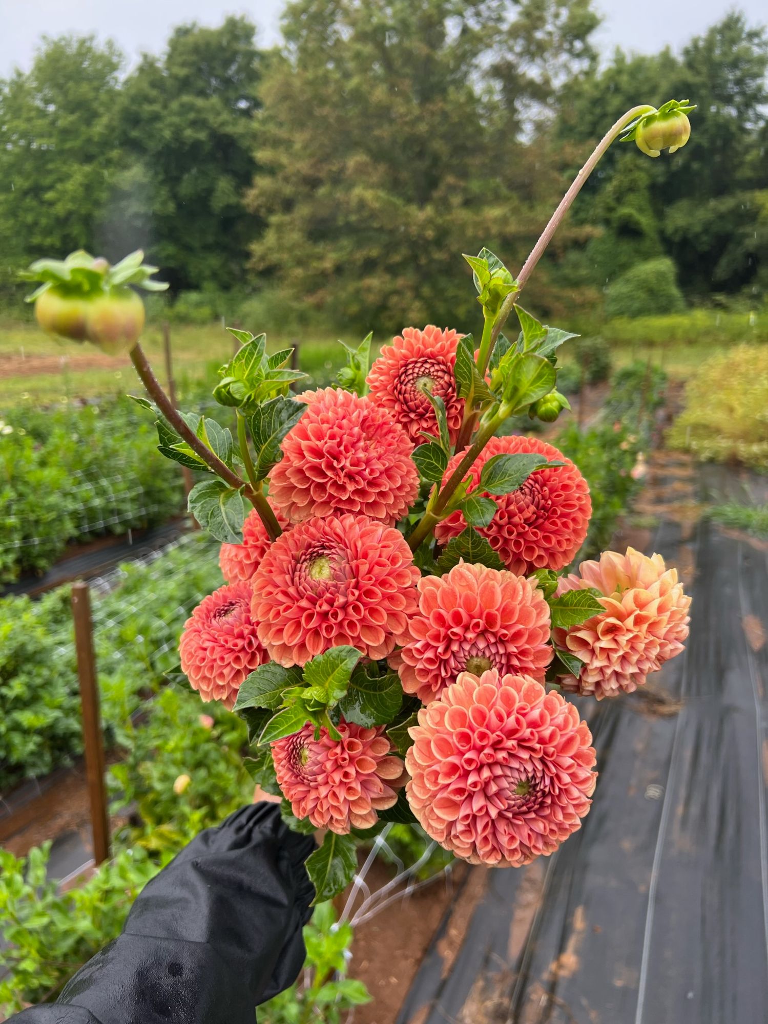 DAHLIA Cornel Bronze