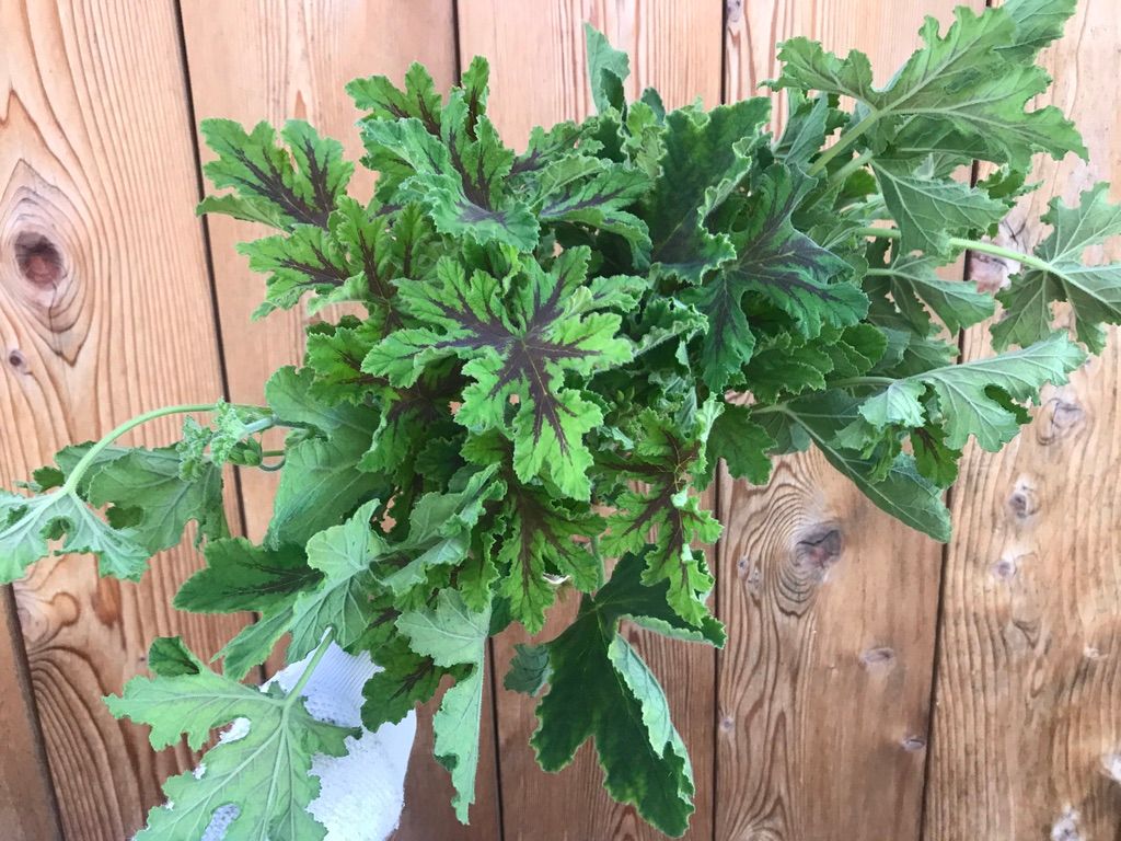 PELARGONIUM quercifolium