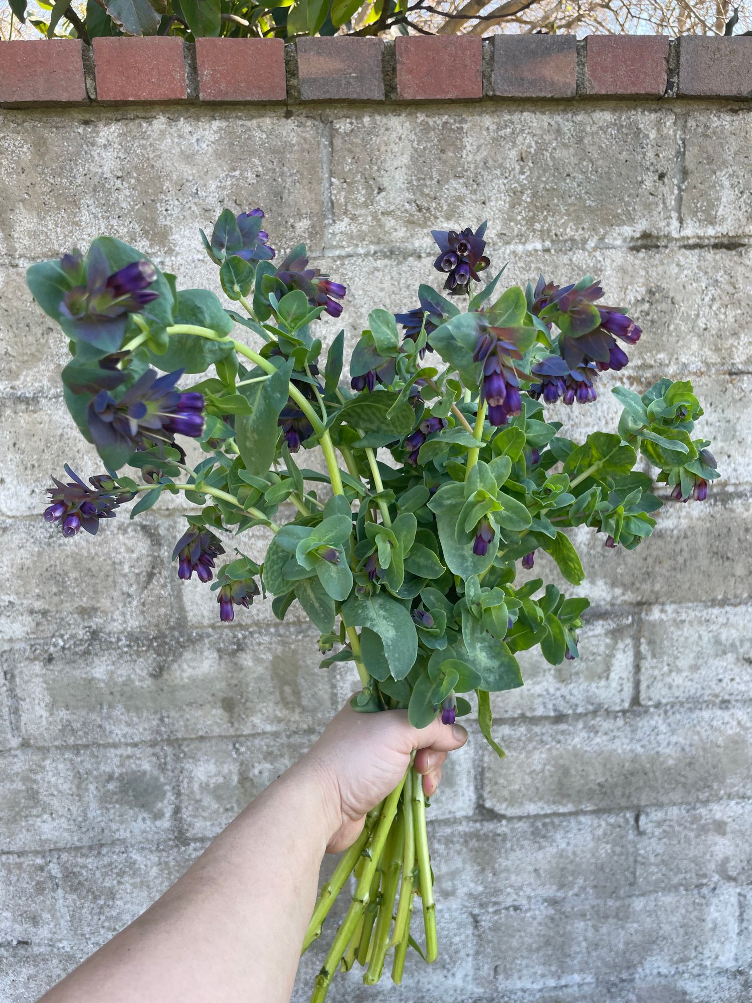 CERINTHE glabra