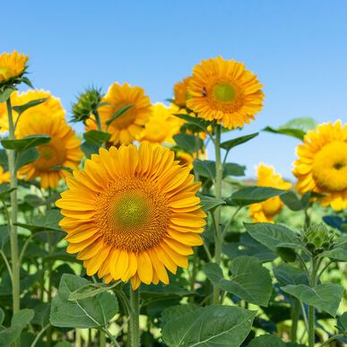 HELIANTHUS annuus ProCut