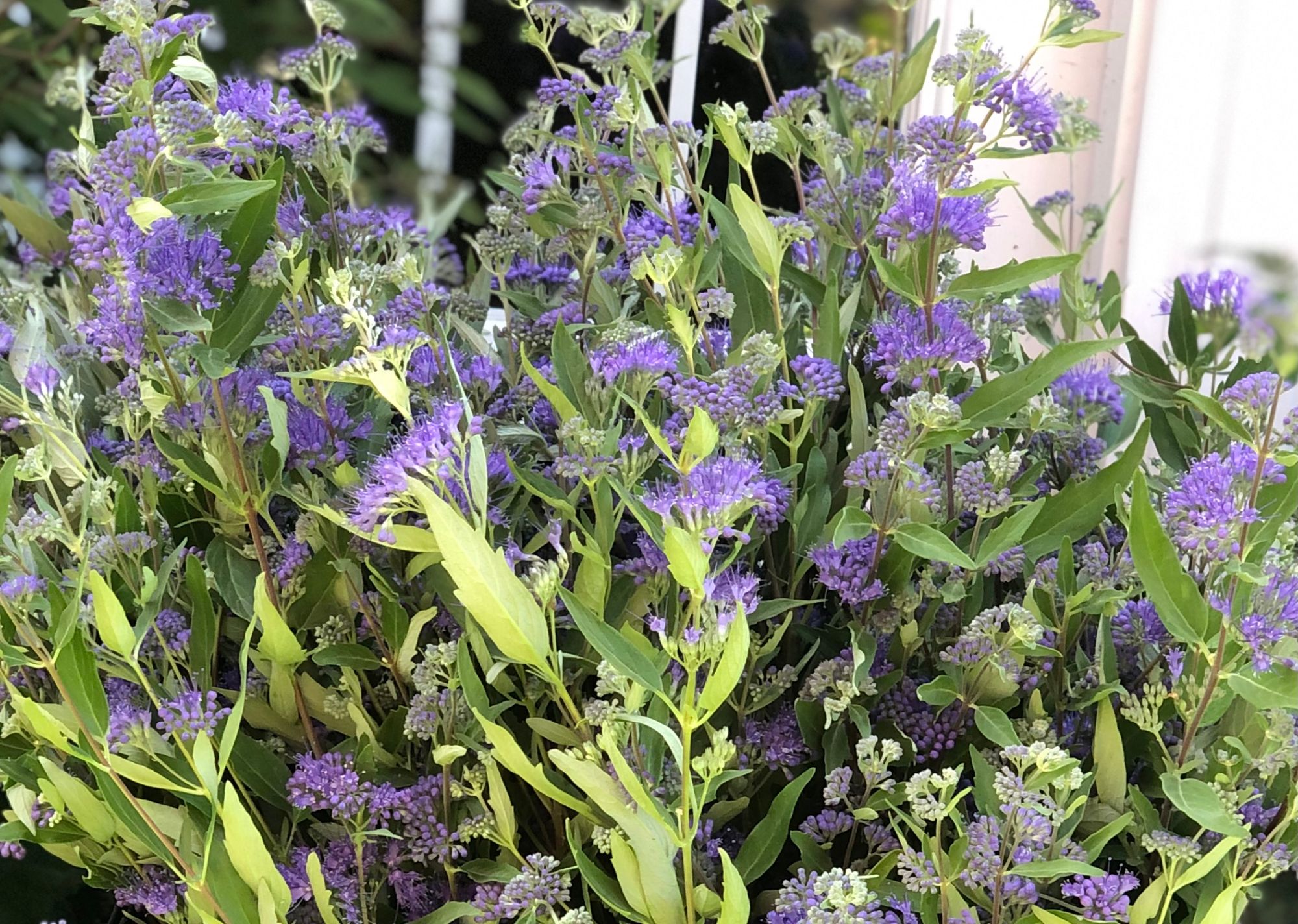 CARYOPTERIS x clandonensis Dark Knight