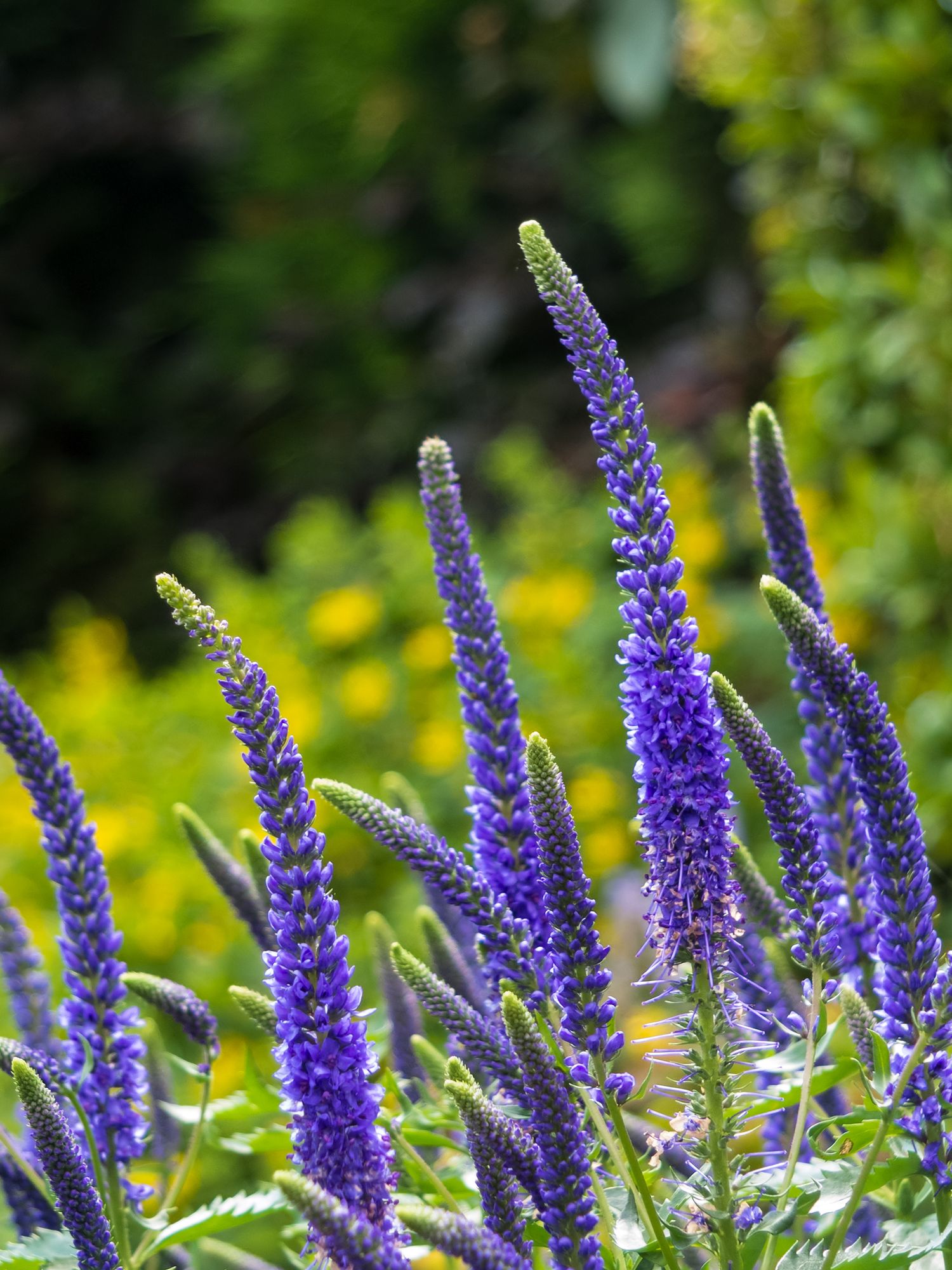 VERONICA gentianoides