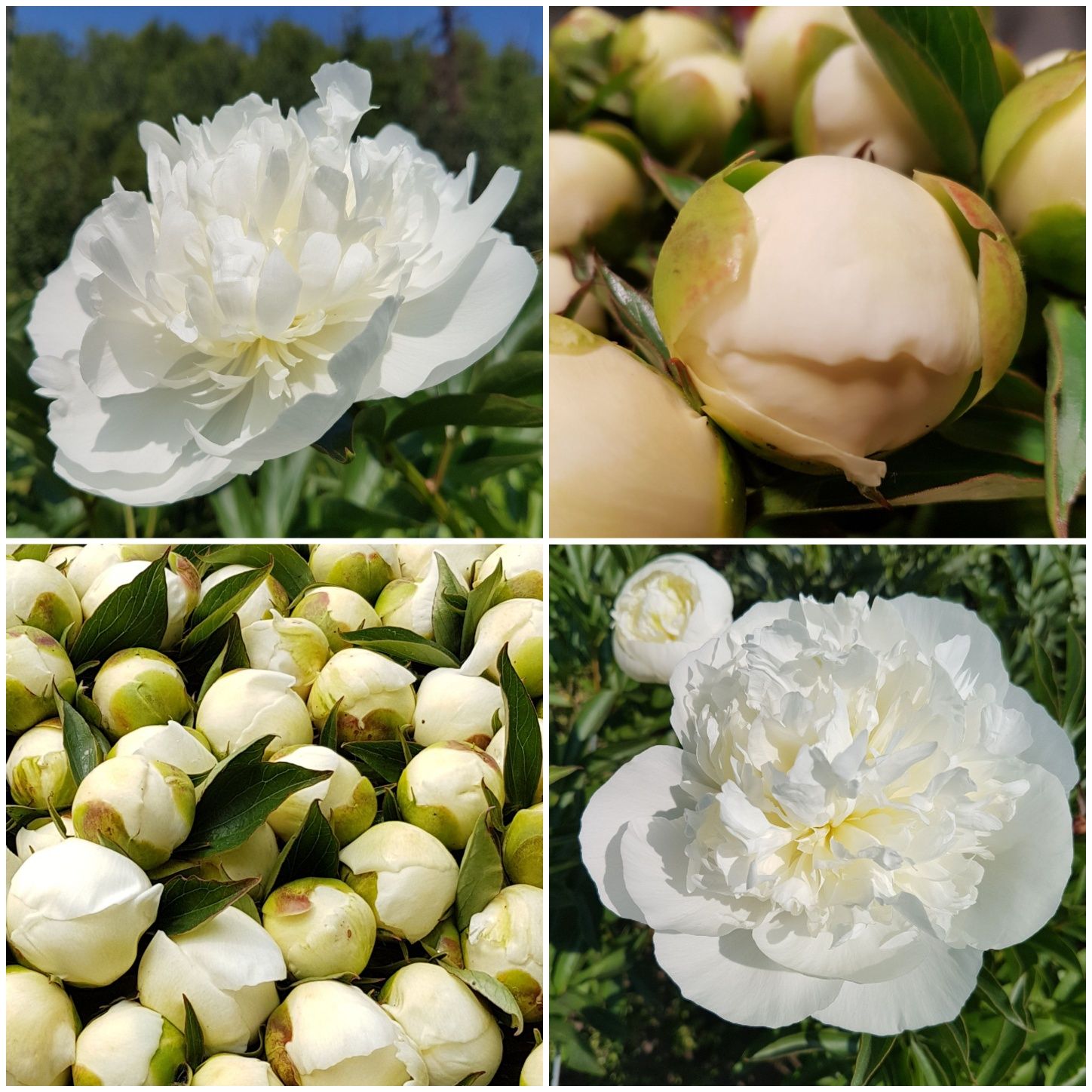 PAEONIA lactiflora Duchesse De Nemours