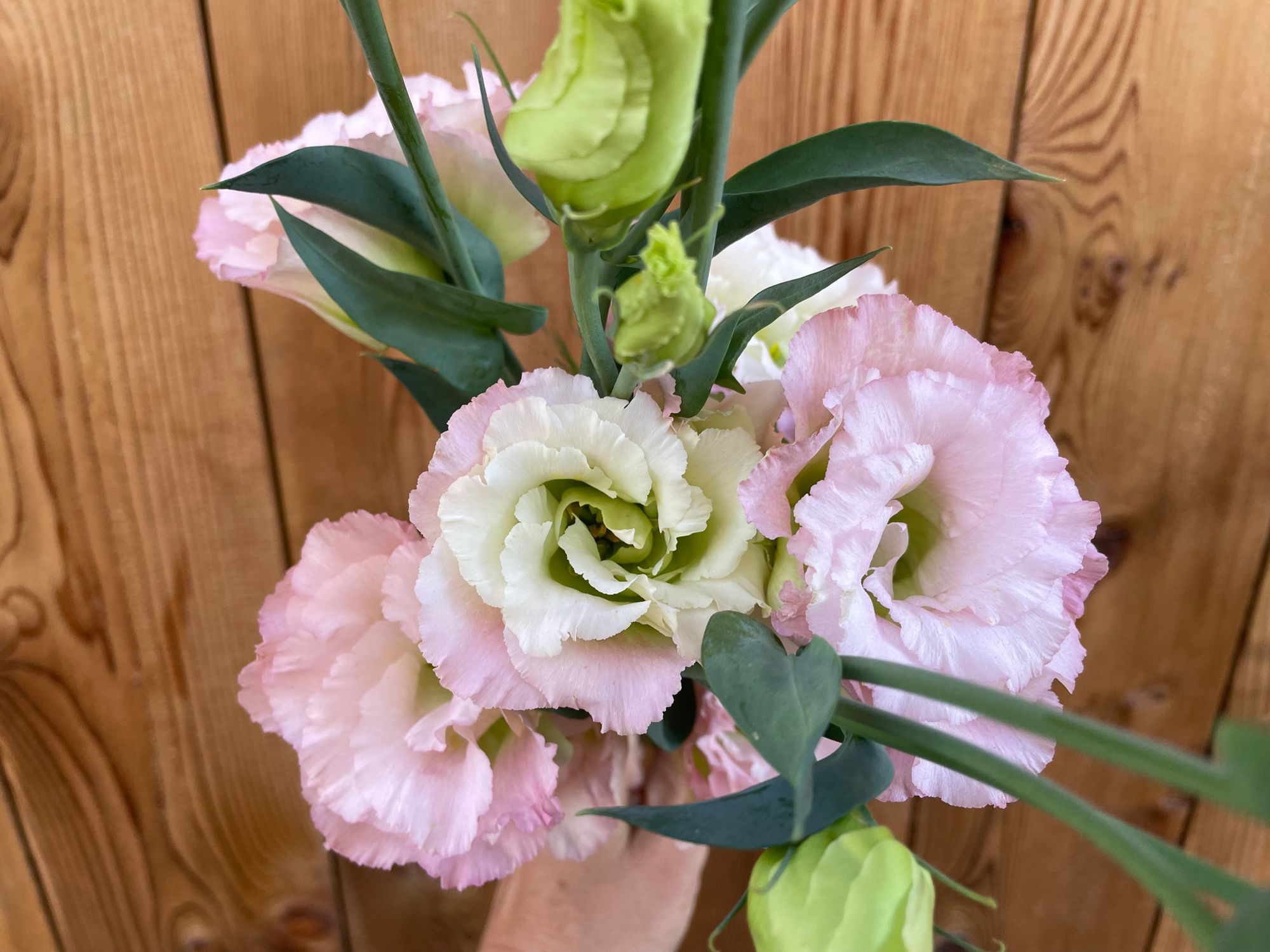 EUSTOMA grandiflorum Celeb