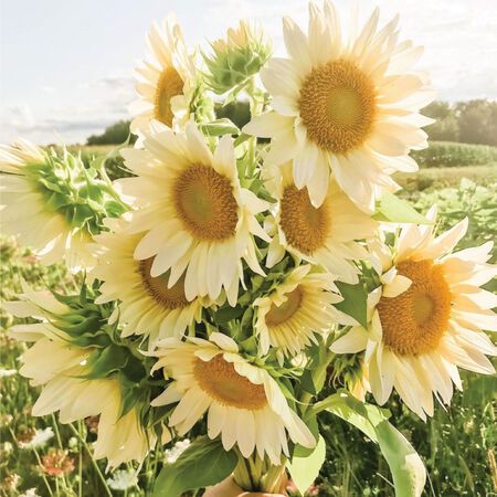 HELIANTHUS annuus ProCut White Lite