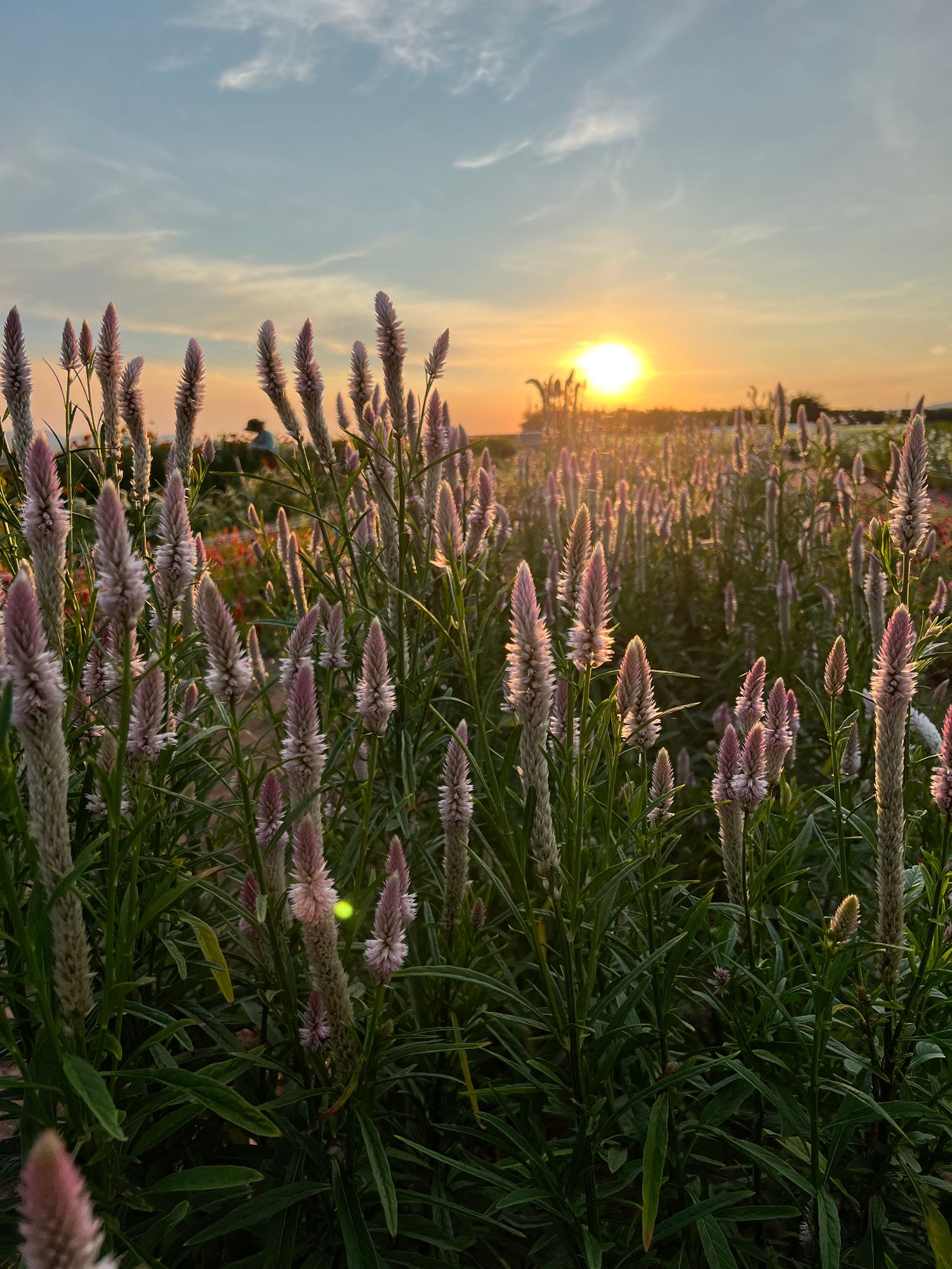 Calhoun Flower Farms (Florist Account)  Banner