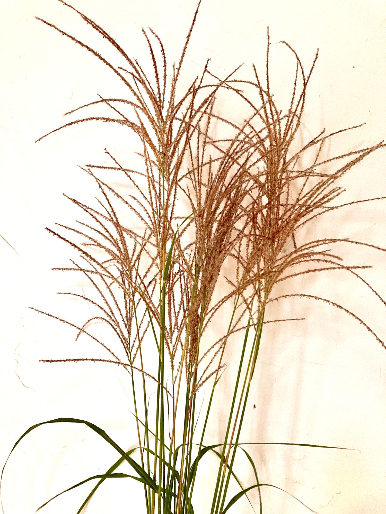 MISCANTHUS sinensis Morning Light