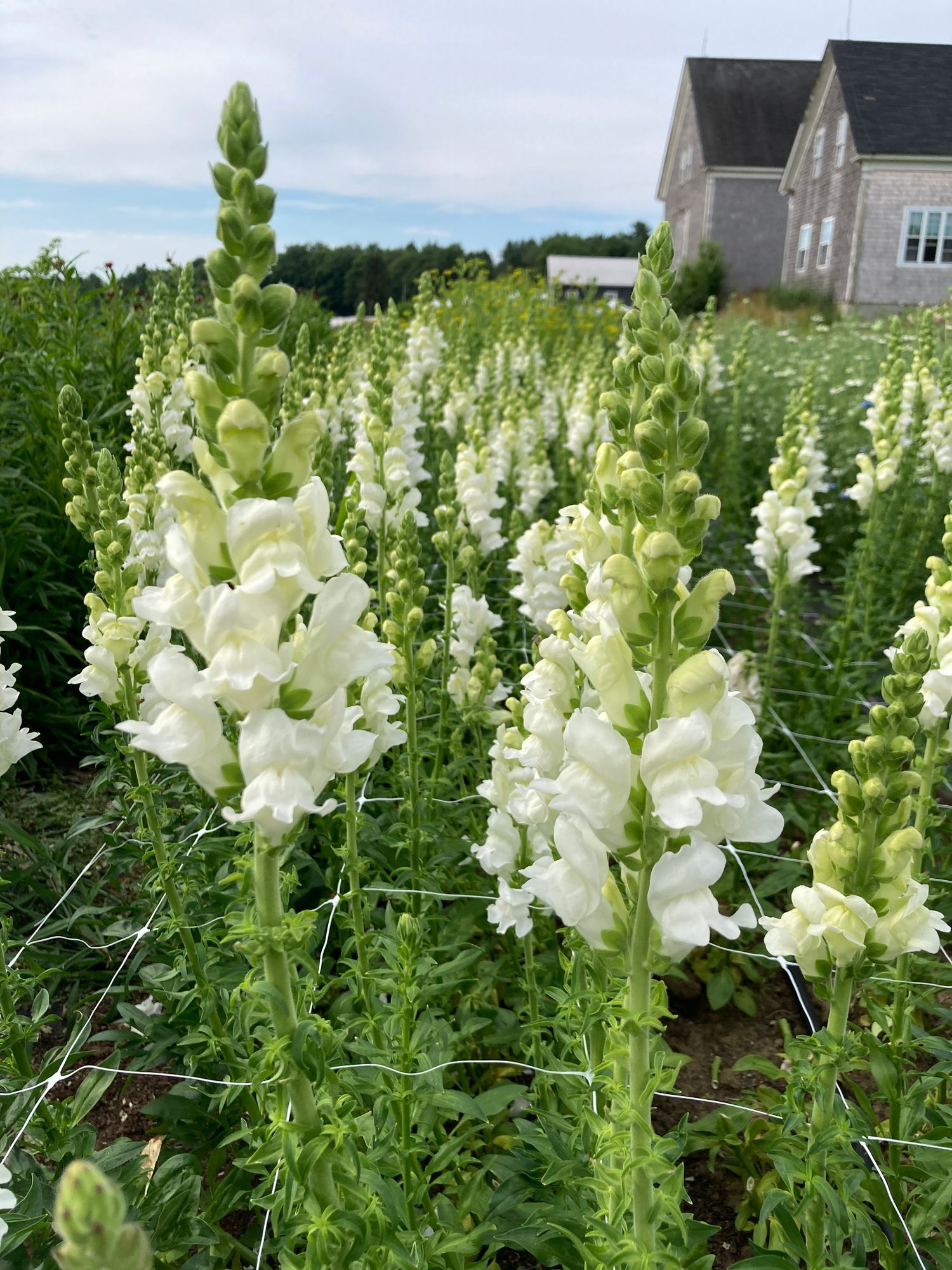 ANTIRRHINUM majus Potomac