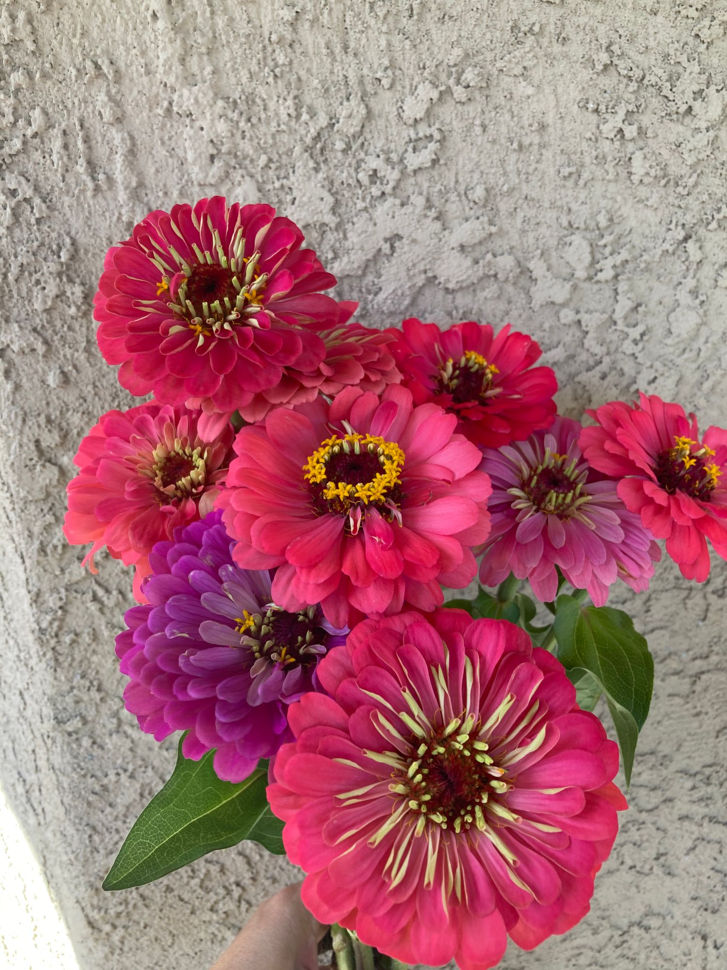 ZINNIA elegans Benarys Giant