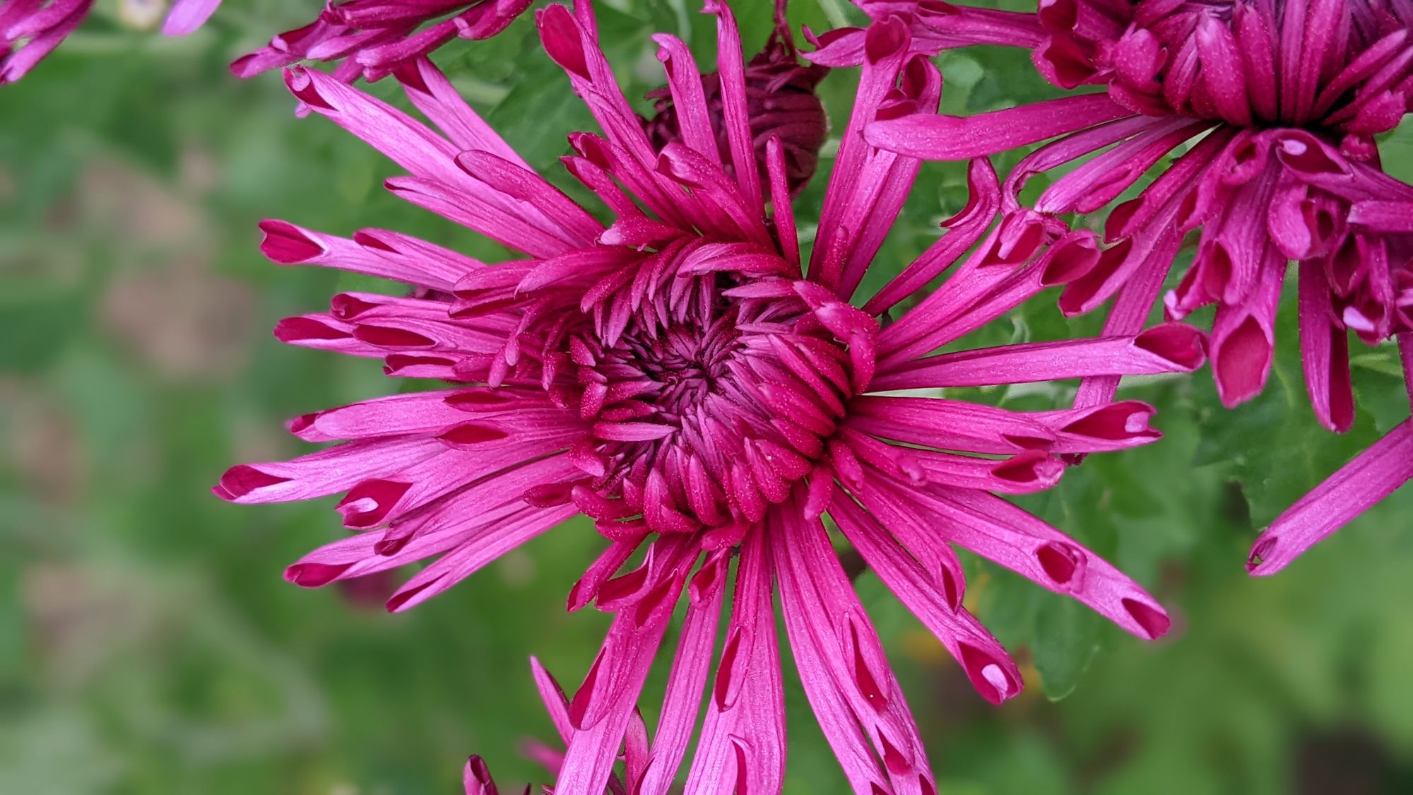 CHRYSANTHEMUM