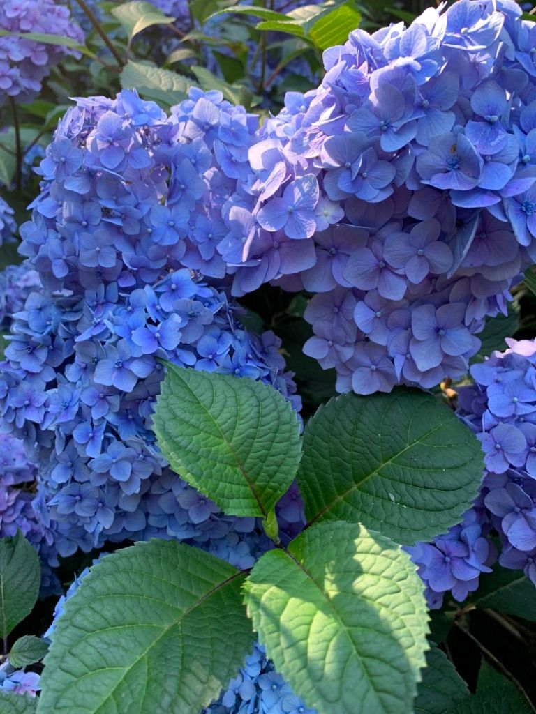 HYDRANGEA macrophylla Decatur Blue