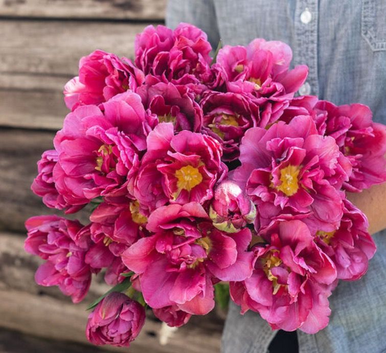 TULIPA Margarita