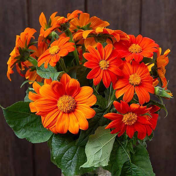 TITHONIA rotundifolia