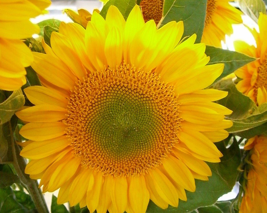 HELIANTHUS annuus Green Burst