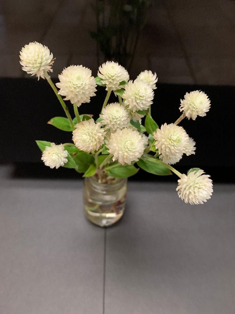 GOMPHRENA globosa Audray