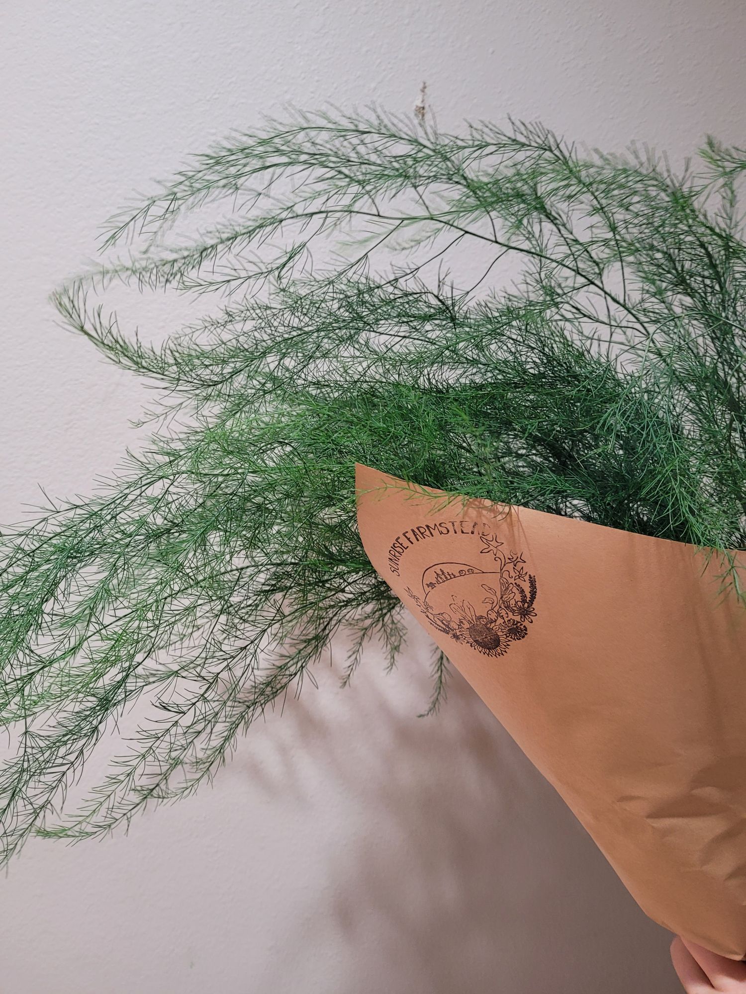 ASPARAGUS officinalis var. pseudoscaber