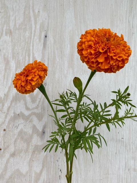 TAGETES erecta
