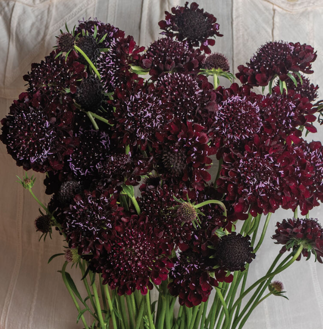 SCABIOSA atropurpurea Black Knight
