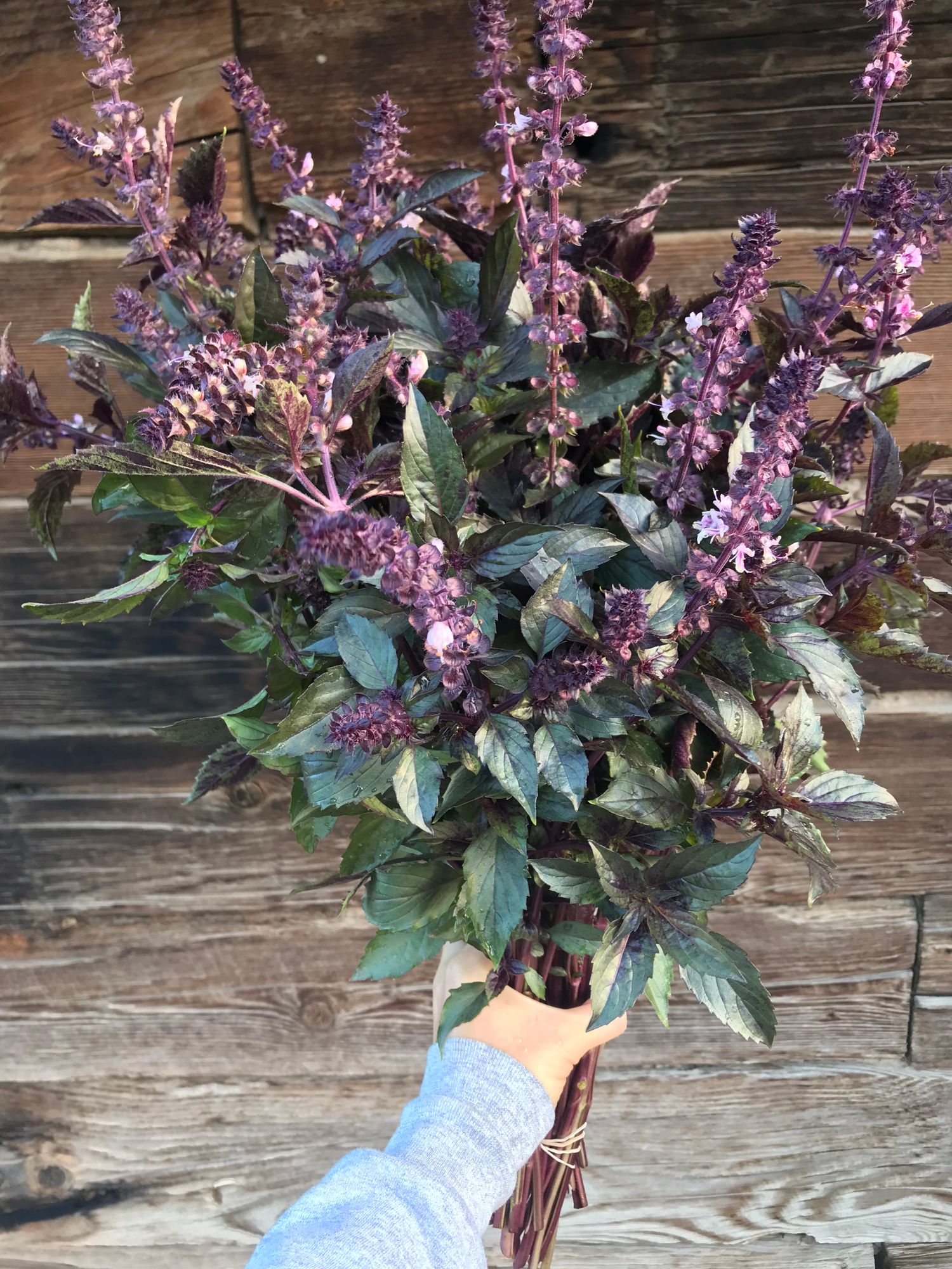 OCIMUM basilicum Aromatto