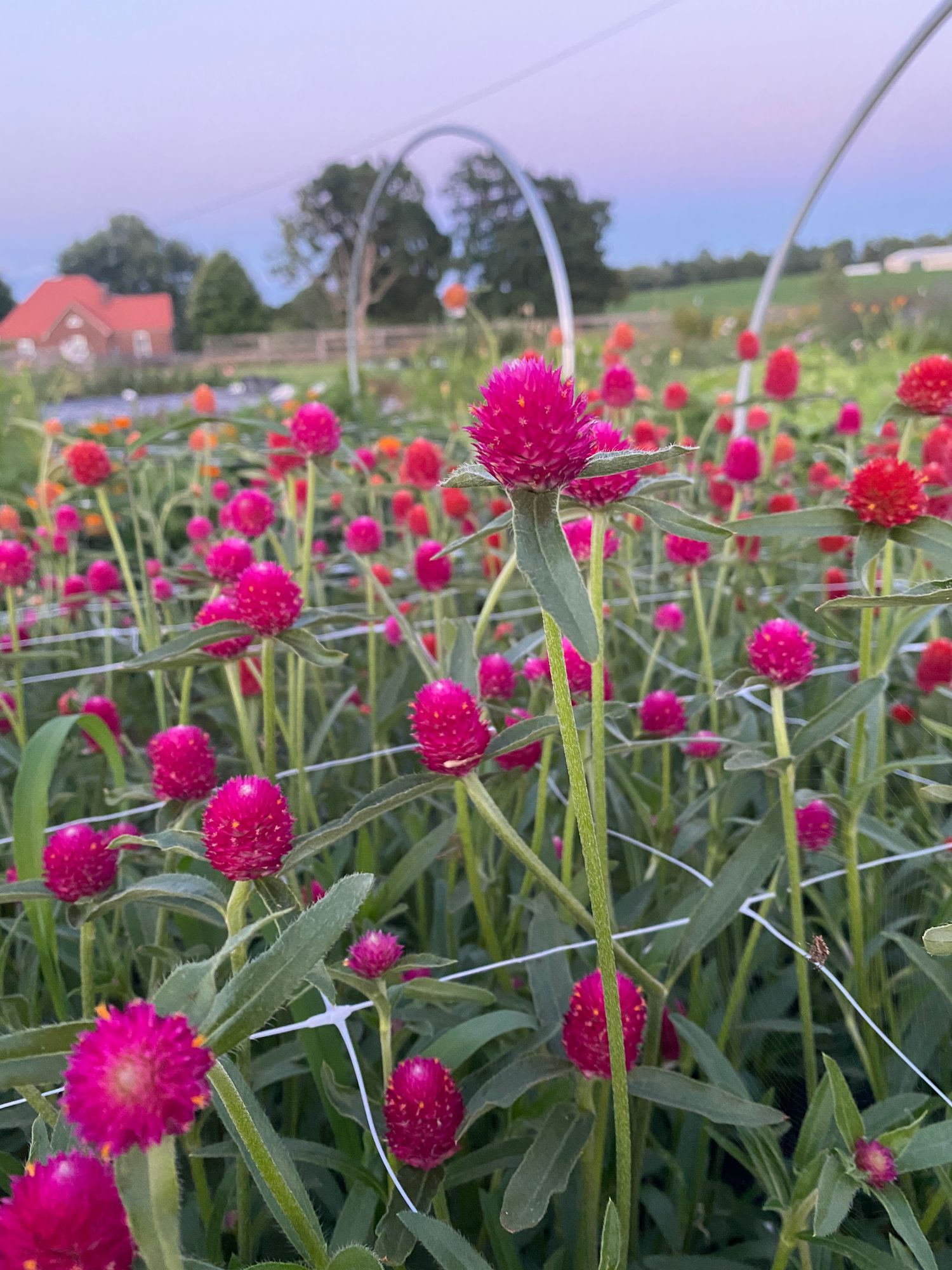 GOMPHRENA globosa Audray