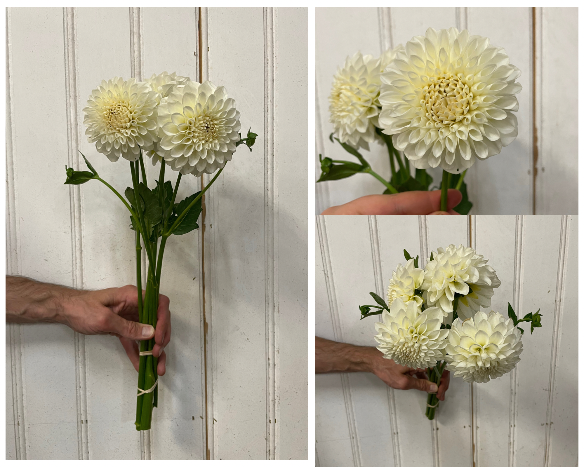 DAHLIA Boom Boom White