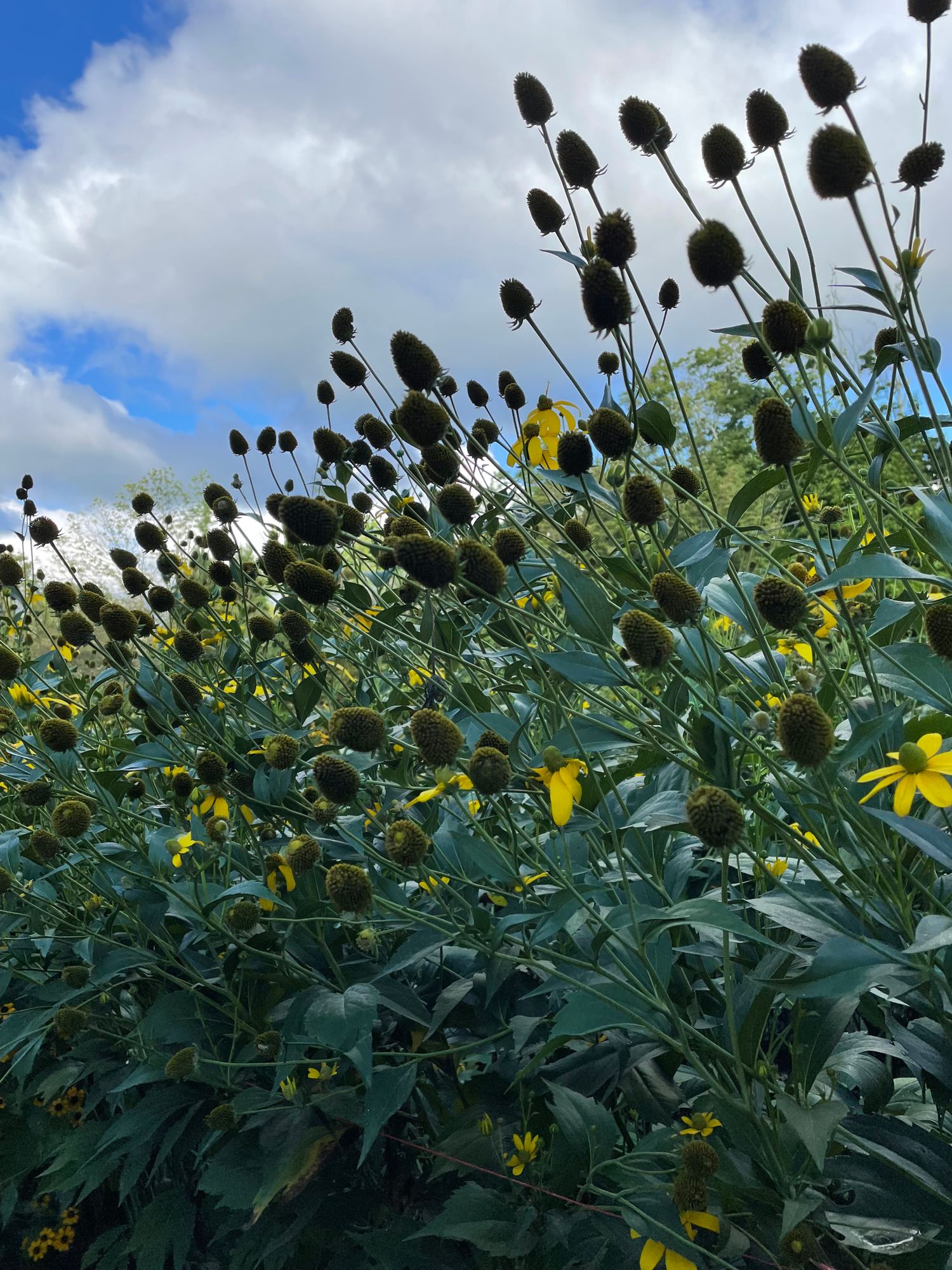 RUDBECKIA hirta Toto Rustic