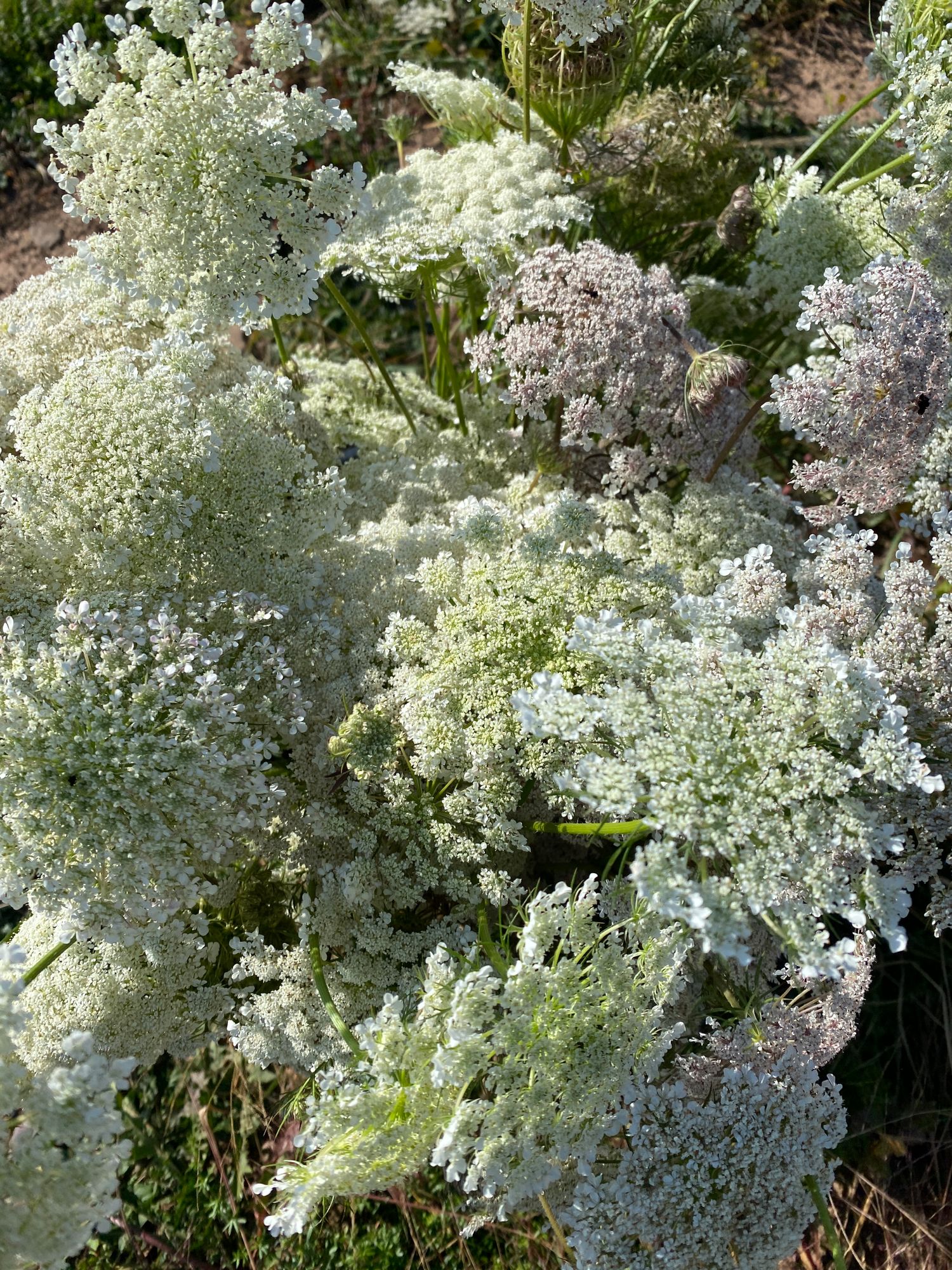 AMMI visnaga