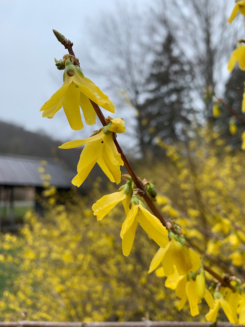 FORSYTHIA