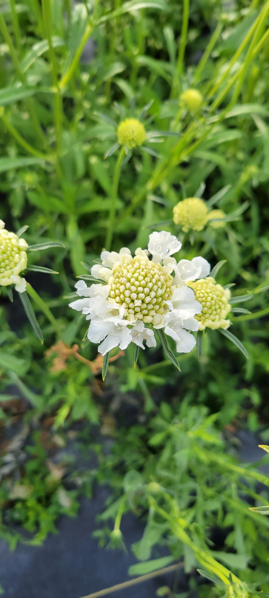 SCABIOSA atropurpurea x caucasica Focal Scoop