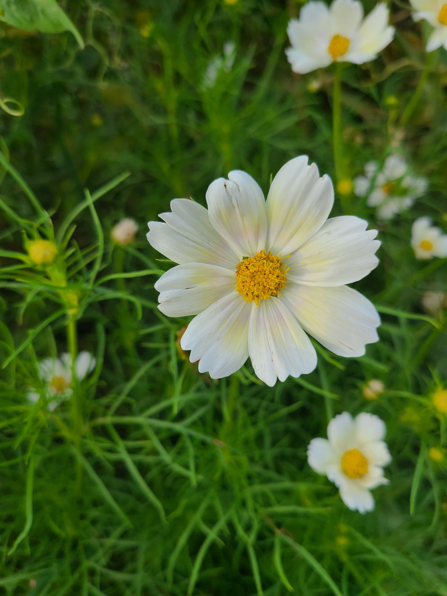 COSMOS bipinnatus Apricot Lemonade
