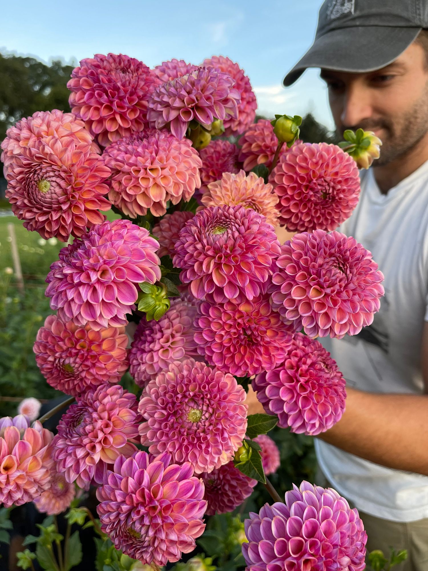 DAHLIA Caitlins Joy