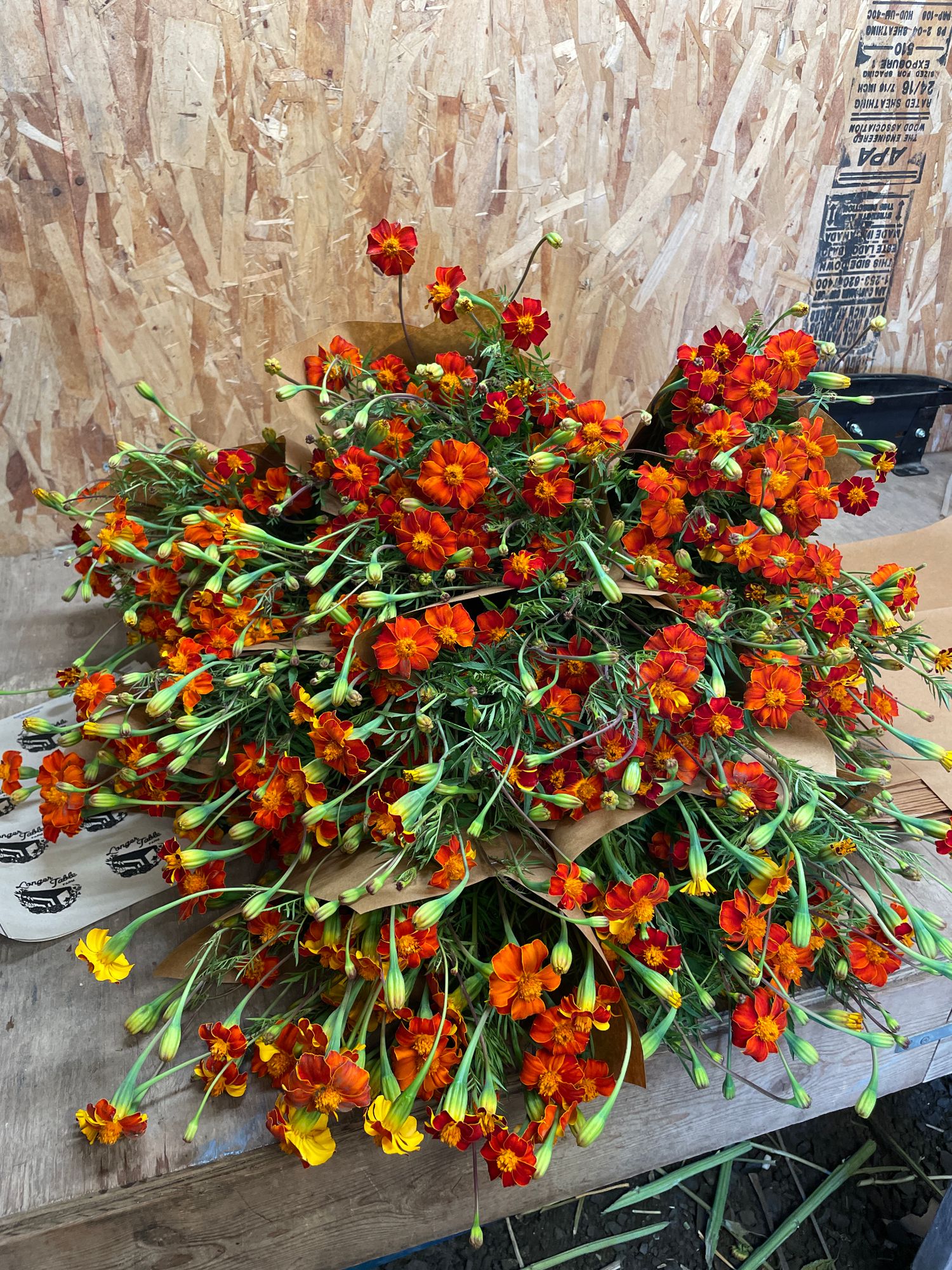 TAGETES linnaeus Burning Embers