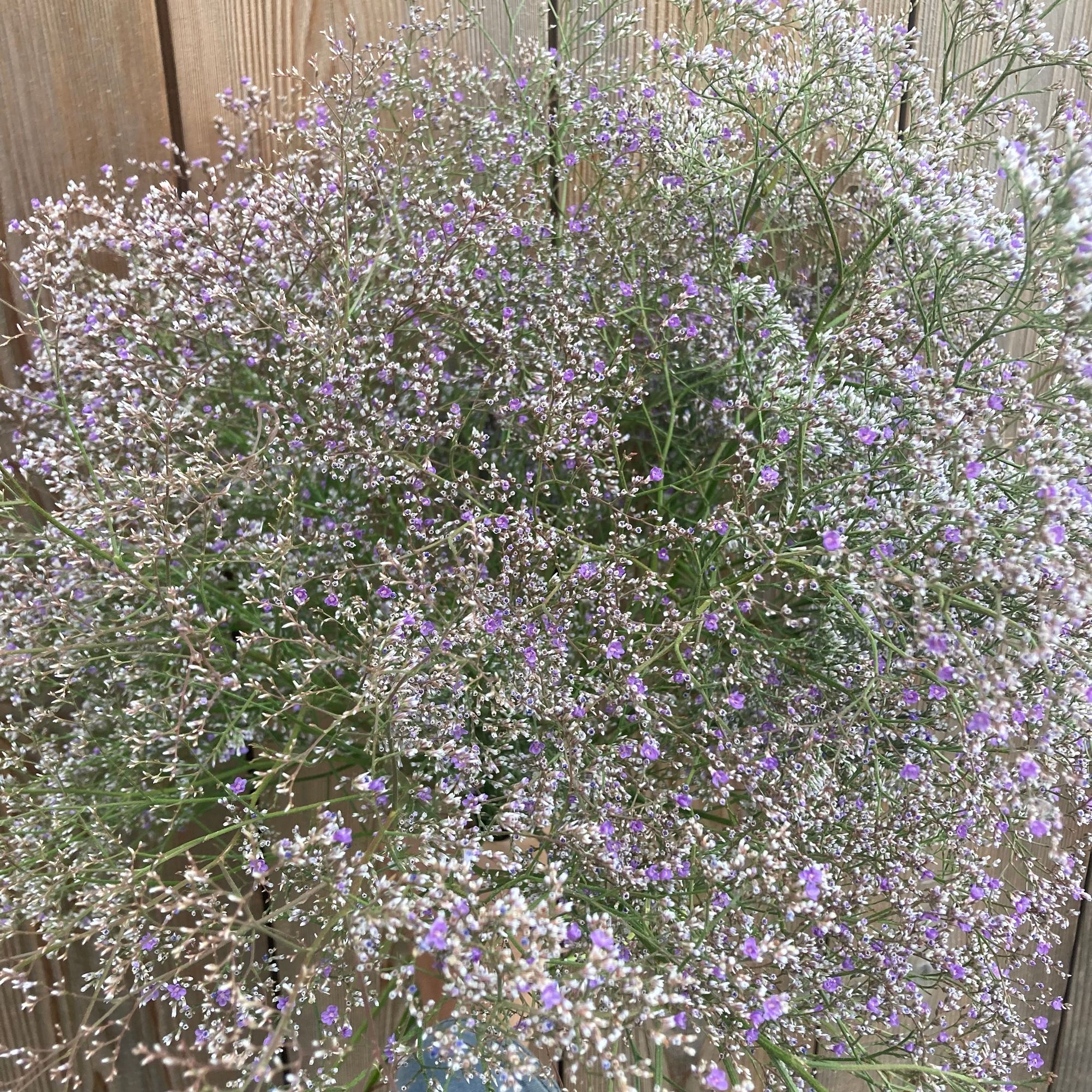LIMONIUM bellidifolium
