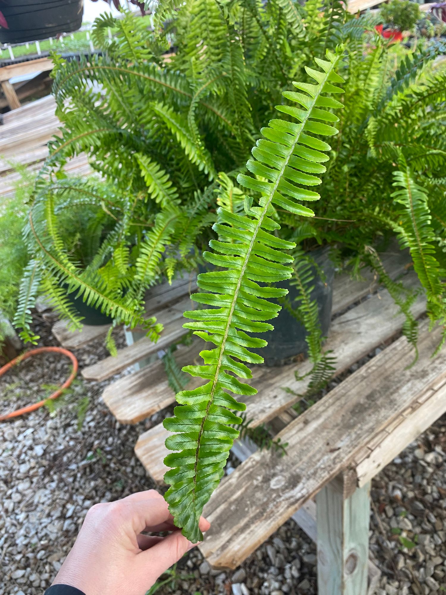 POLYSTICHUM acrostichoides