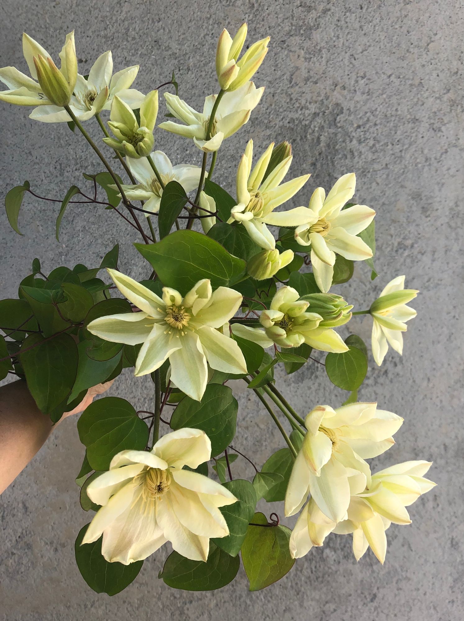 CLEMATIS x