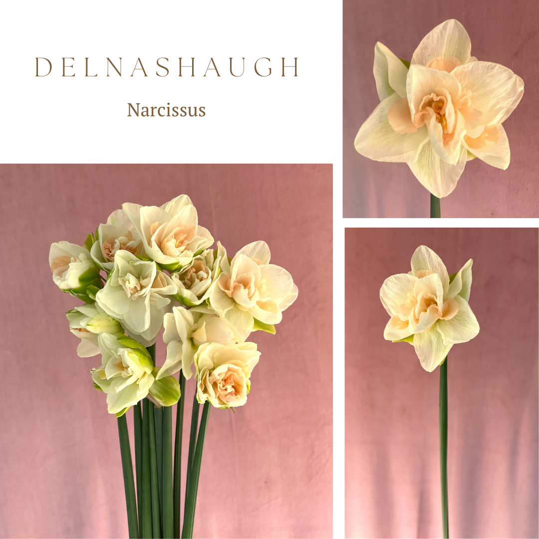 NARCISSUS Delnashaugh
